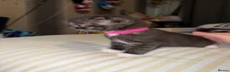 Mixed Breed cats for sale: RARE Gorgeous ScottishFold&British ShortHair  - Advert 6