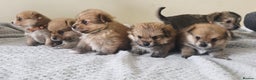 Mixed Breed dogs for sale: Yorkie-pom puppies Last boy left! - Advert 7