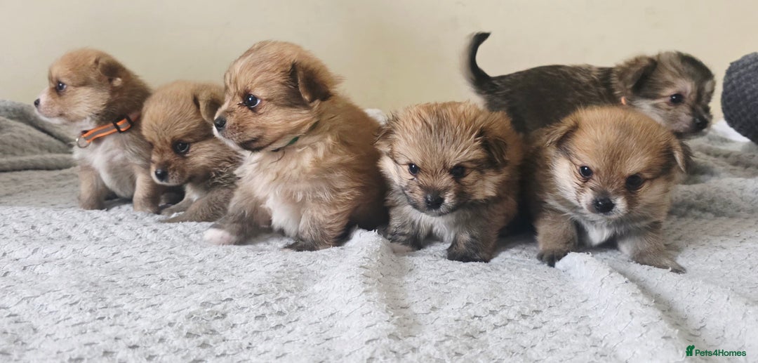 Mixed Breed dogs for sale: Yorkie-pom puppies Last boy left! - Advert 7