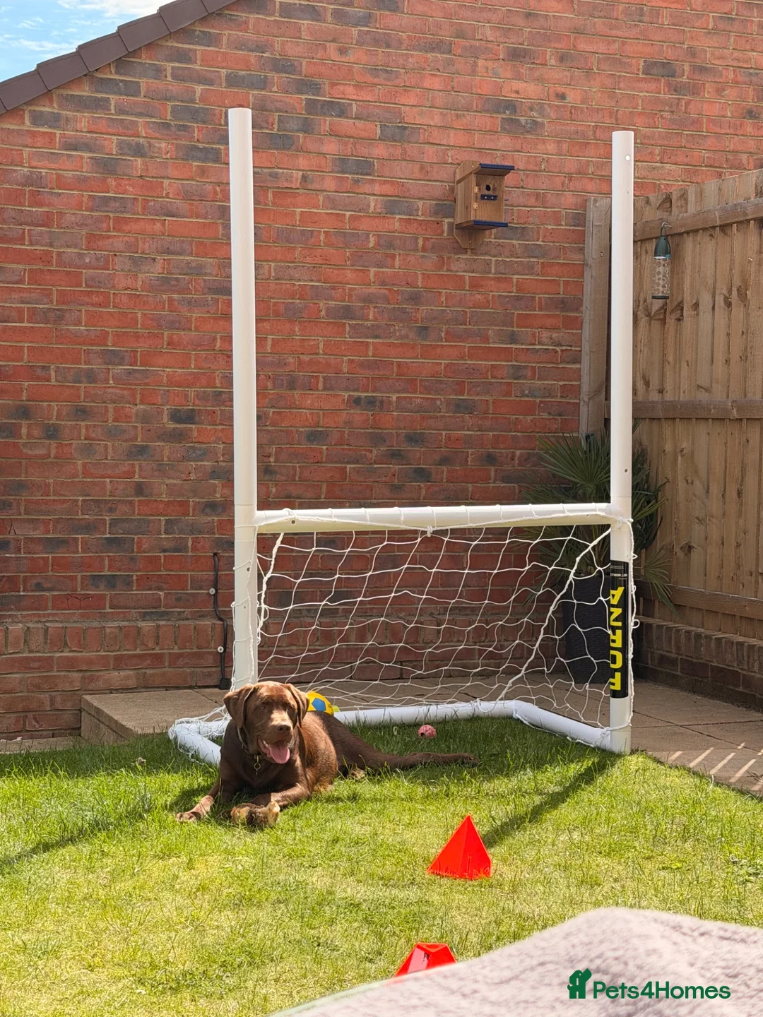 Labrador Retriever dogs for sale: 8 month old chocolate Labrador  - Advert 9