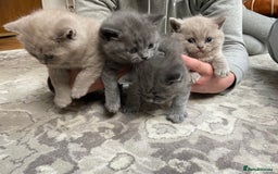British Shorthair cats for sale: British Shorthair Kittens For Sale - Advert 1
