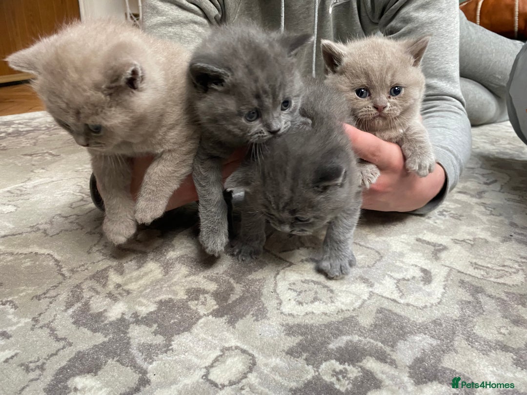 British Shorthair cats for sale: British Shorthair Kittens For Sale - Advert 1