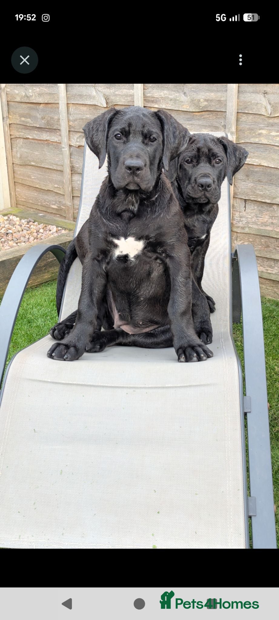 Presa Canario dogs STUNNING BLACK PRESA CANARIO PUPS  - Advert 5