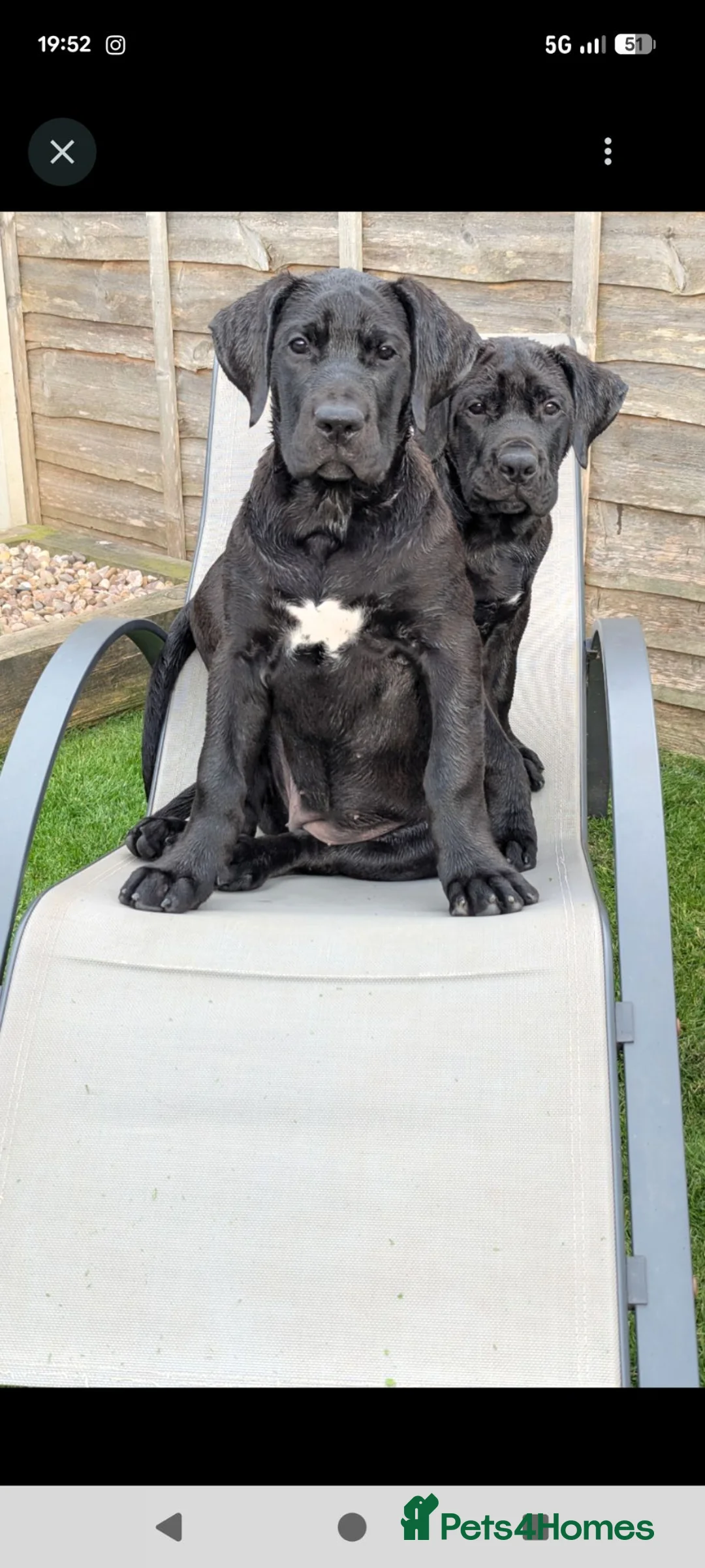 Presa Canario dogs for sale: STUNNING BLACK PRESA CANARIO PUPS  - Advert 1