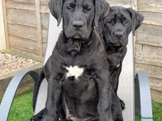 Presa Canario dogs STUNNING BLACK PRESA CANARIO PUPS - Advert 13