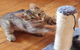 British Shorthair cats for sale: 4 beautiful kittens  - Image 6