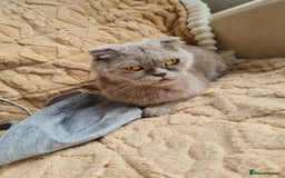 British Shorthair cats for sale: British shorthair  - Image 12