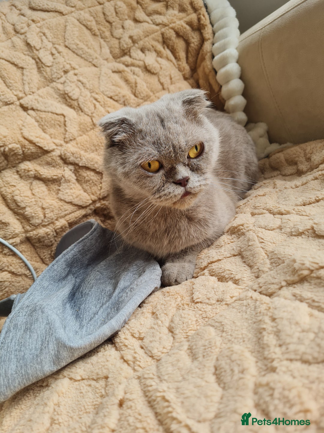 British Shorthair cats for sale: British shorthair  - Image 12