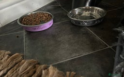 Mixed Breed cats for sale: 10 weeks of beautiful ginger boy kittens - Image 16