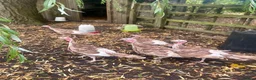Turkeys poultry for sale: Bourbon Red turkey poults for sale  - Advert 3