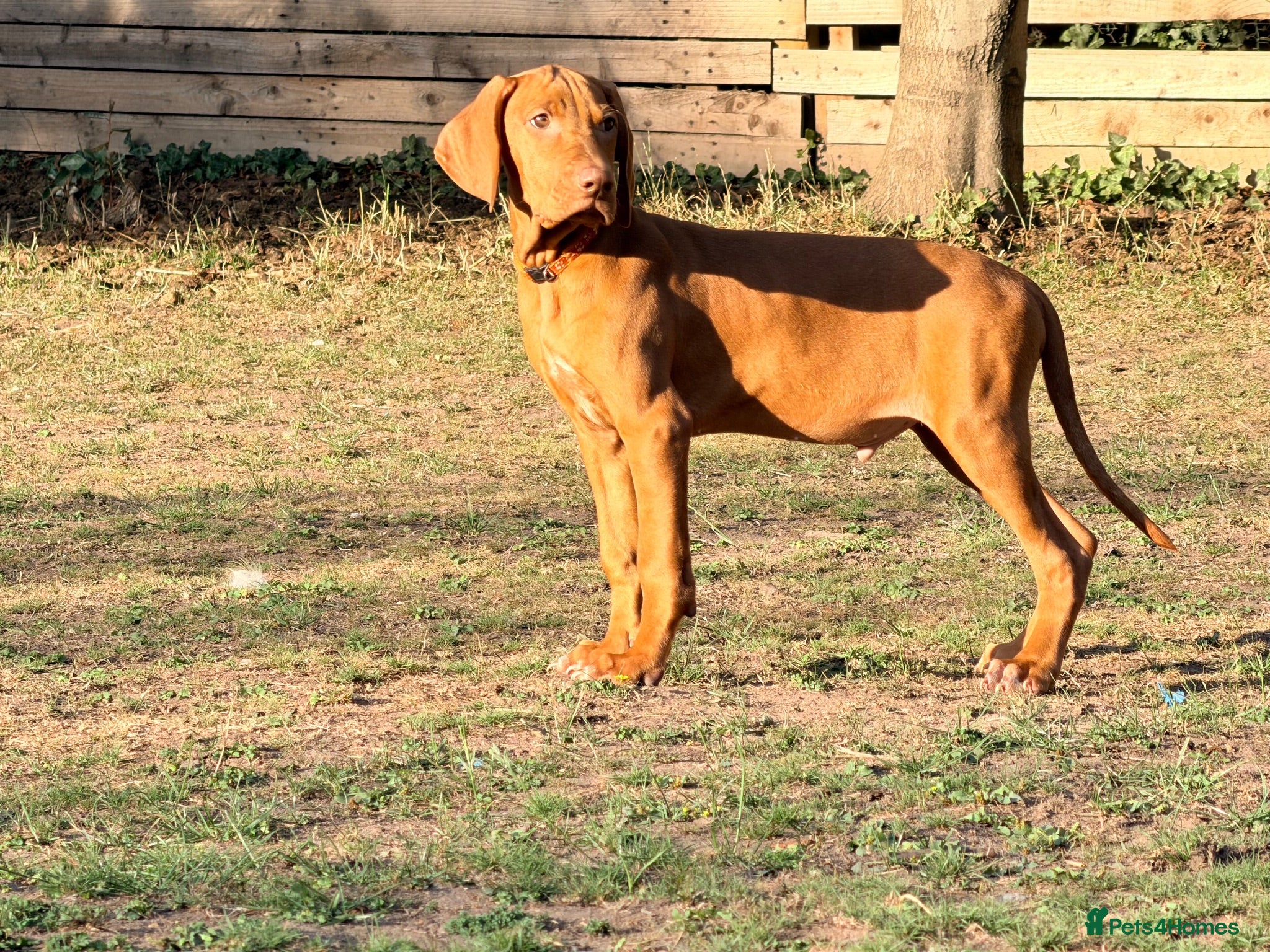 Hungarian Vizsla dogs Premium Male Hungarian Vizsla Puppies ONLY 1  - Advert 2
