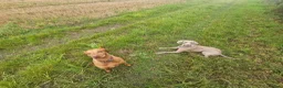 Weimaraner dogs for sale: 4yo female Weimaraner needs a loving home - Advert 7