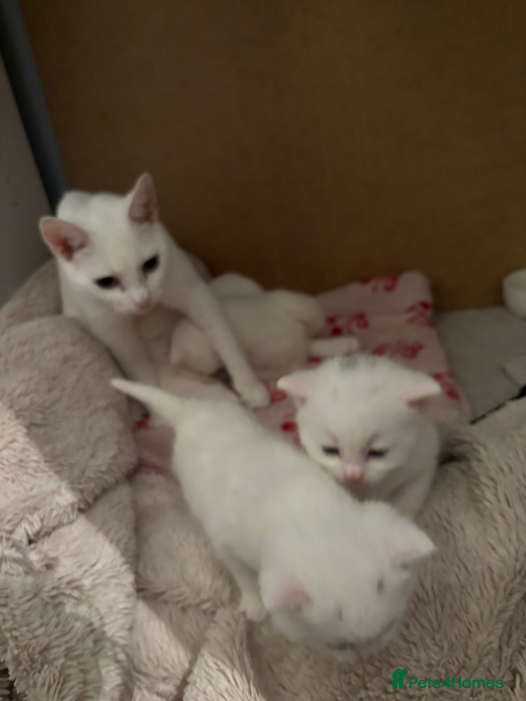 Khao Manee cats for sale: Cut fluffy kittens  - Advert 4