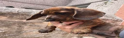 Miniature Dachshund dogs for sale: READY NOW red Brindle boy miniature dachshund  - Advert 11