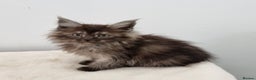 Maine Coon cats for sale: Pedigree GCCF registered Maine Coon Kittens  - Advert 2