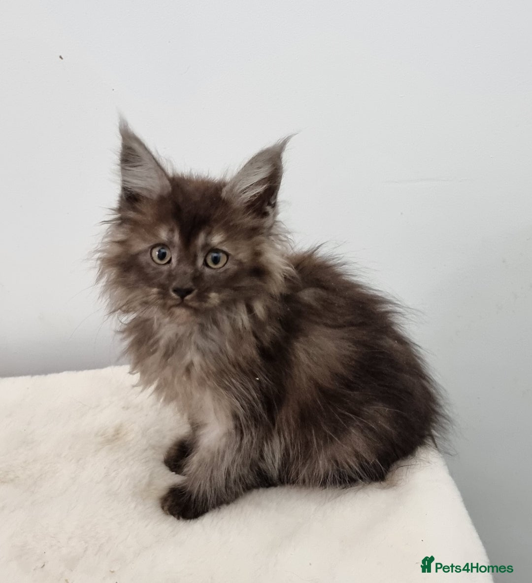 Maine Coon cats for sale: Pedigree GCCF registered Maine Coon Kittens  - Advert 2