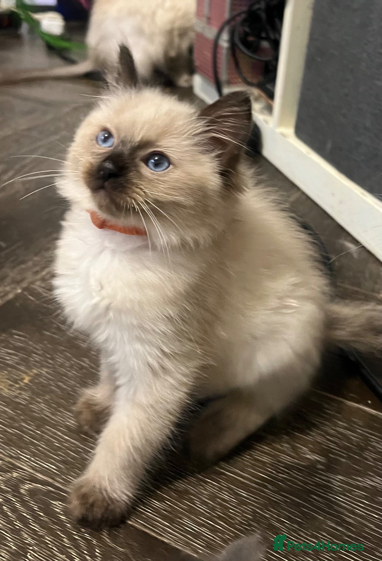 Ragdoll cats 2 sweet Ragdoll boys left 💙 championline - Advert 2