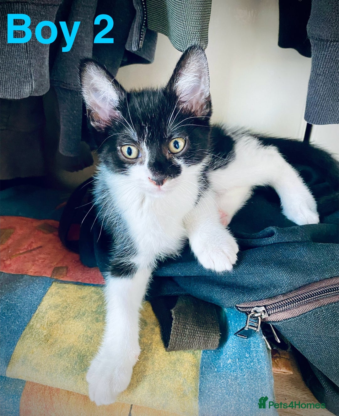 Domestic Shorthair cats for sale: Cute kittens for sale - Image 6
