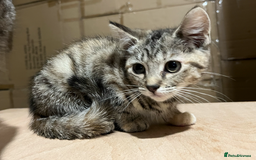 Domestic Shorthair cats for sale: 2 Male 1 Female Tabby Cats - Silver Tabby Mother - Image 7
