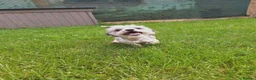 Mixed Breed dogs for adoption: Scruffy for adoption in Cirencester - Advert 7