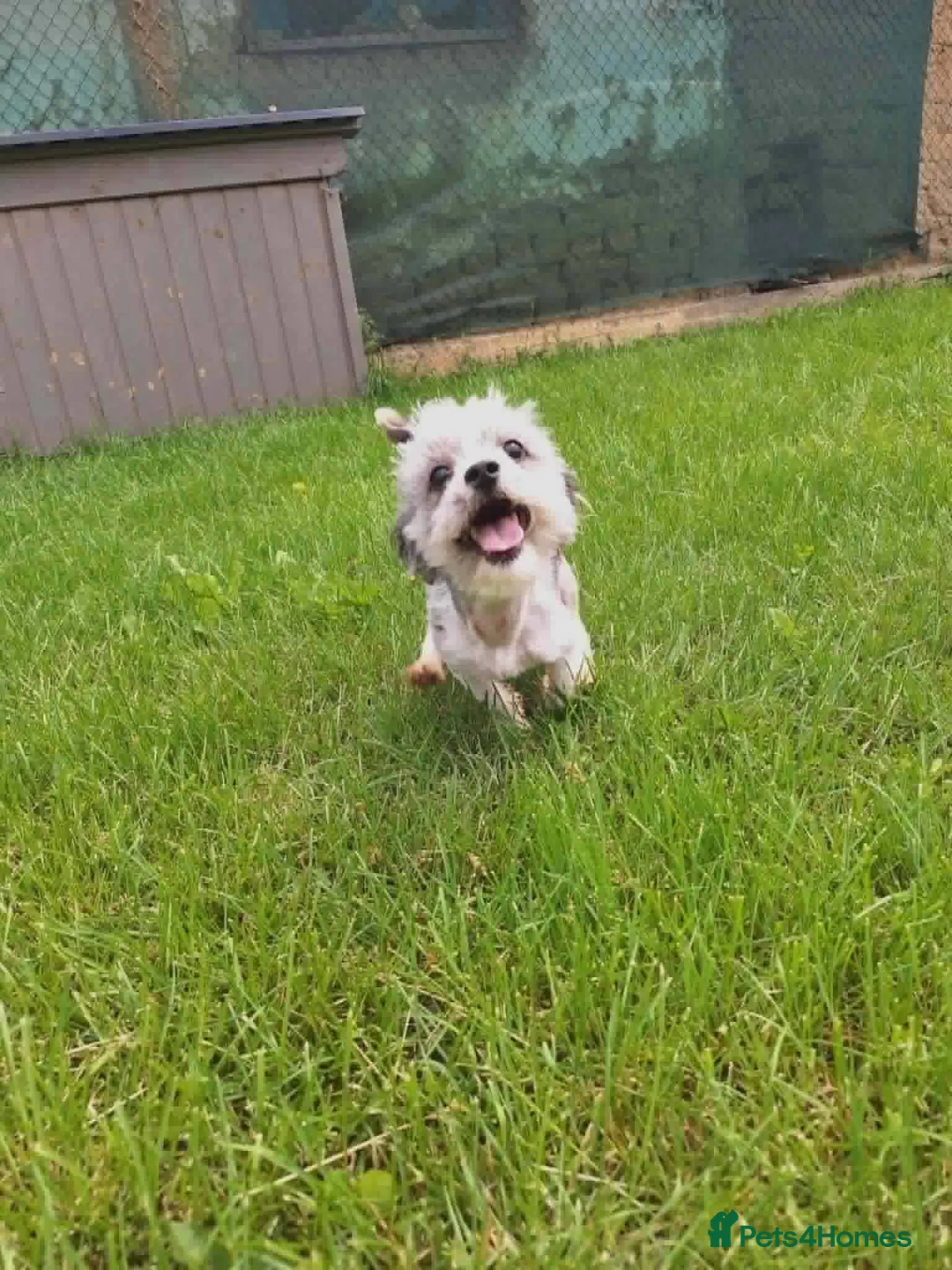 Mixed Breed dogs for adoption: Scruffy for adoption in Cirencester - Advert 7