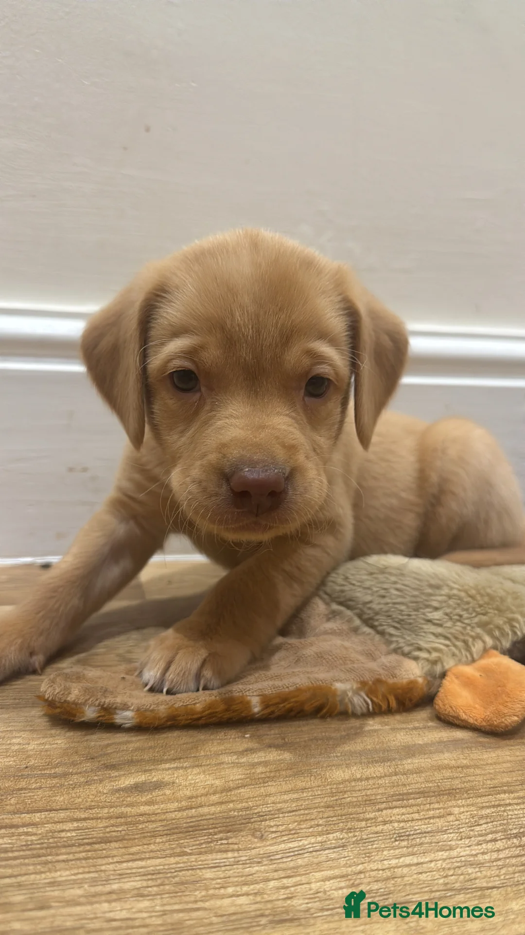 Labrador Retriever dogs for sale: Beautiful Chocolate and Yellow working Labradors  - Advert 32