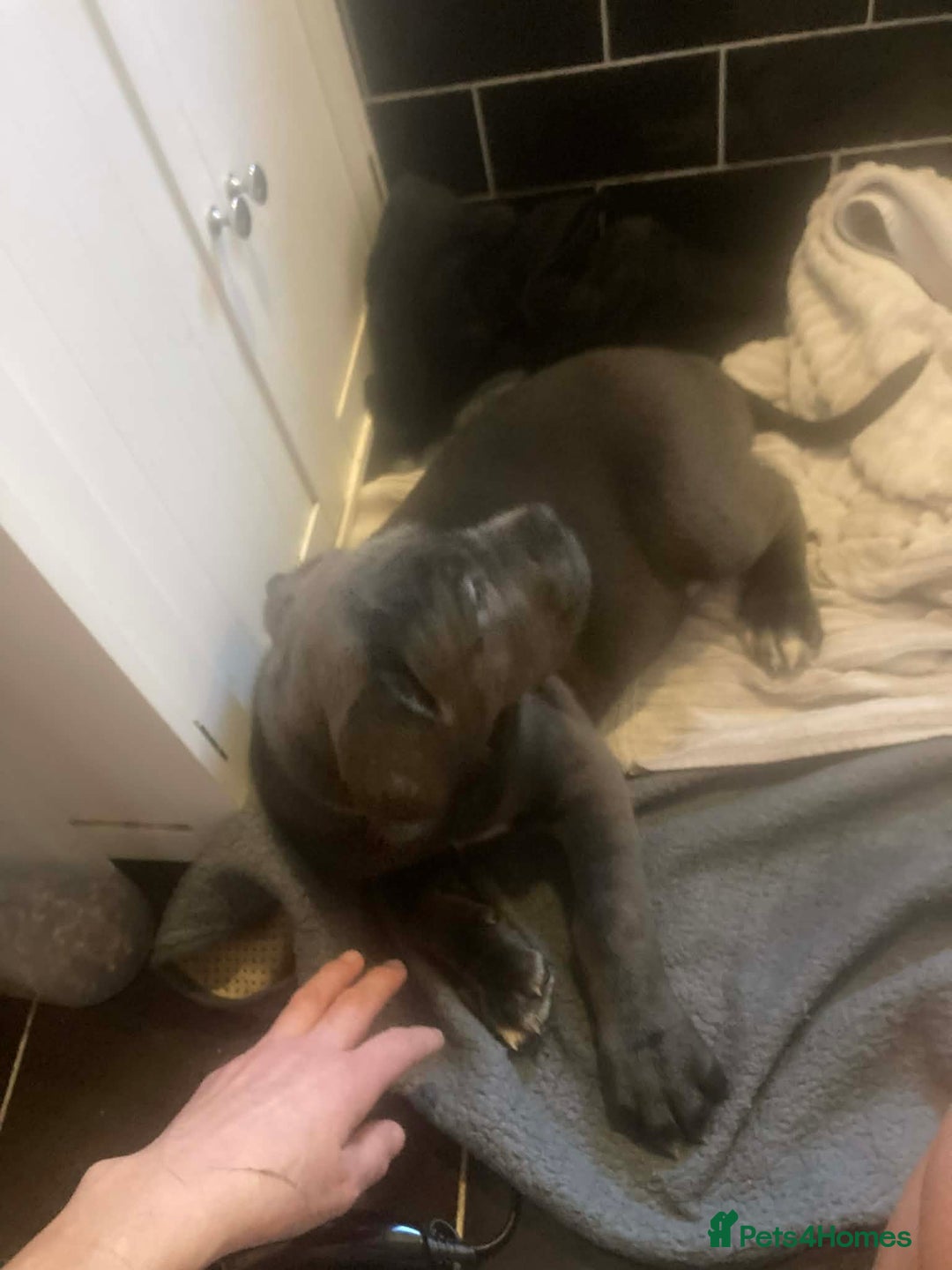 Cane Corso dogs for sale: Big furry floofballs - Advert 18