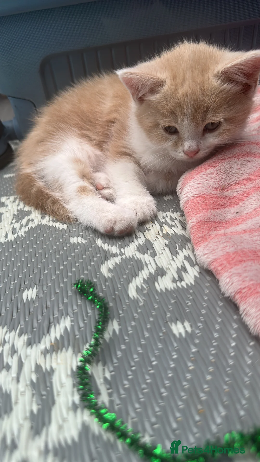 Scottish Fold cats for sale: Scottish kitten straight for sale - Advert 3