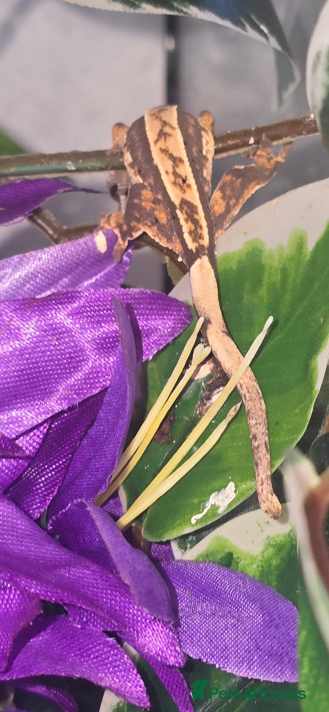 Gecko reptiles for sale: Crested gecko babies - Advert 2