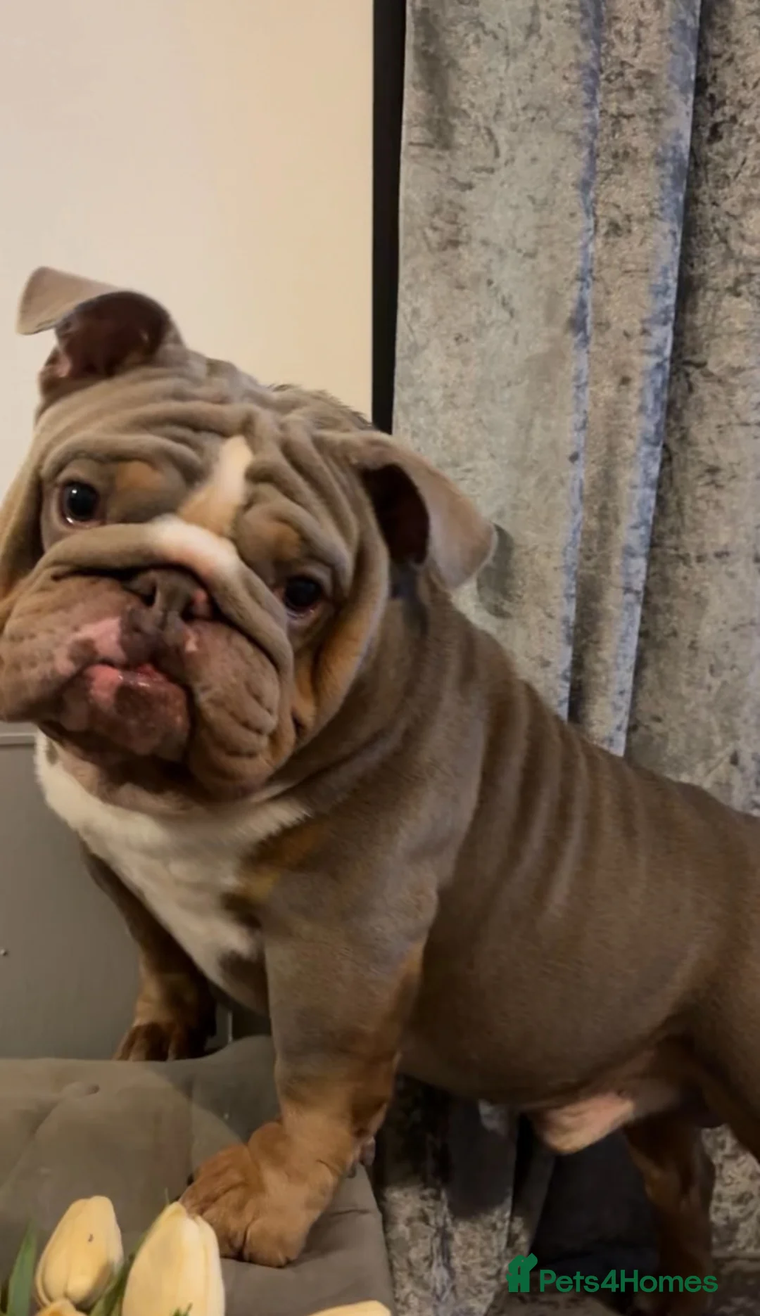 English Bulldog dogs for sale: Male English Bulldog - Advert 8
