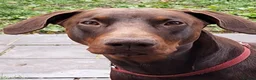 Dobermann dogs for stud: King Zeus-For Stud  - Advert 2
