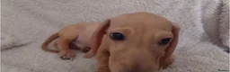 Miniature Dachshund dogs for sale: Cream Mini Dachshund Puppy Last one - Advert 11