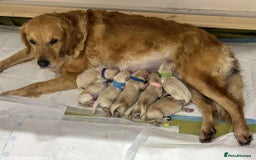 Golden Retriever dogs for sale: Gorgeous Golden Retriever Puppies!! - Image 2