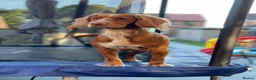 Cocker Spaniel dogs for sale: working cocker spaniels  - Advert 12