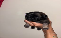 Pug dogs for sale: Beautiful kc registered Pug puppies - Image 21
