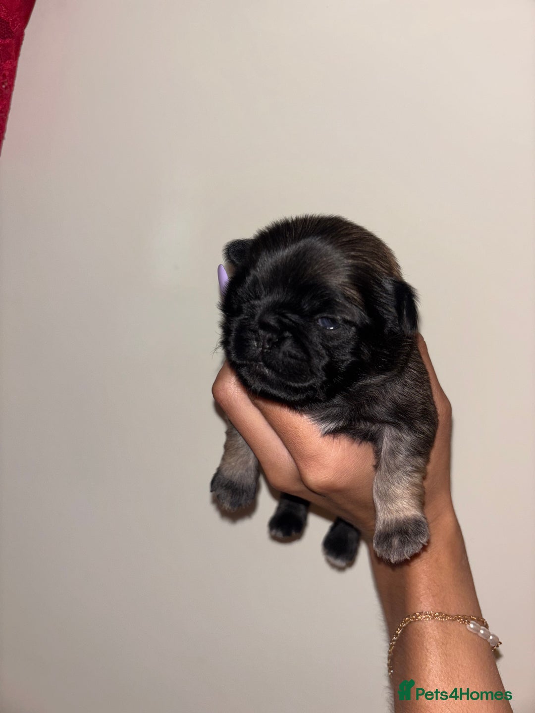 Pug dogs for sale: Beautiful kc registered Pug puppies - Image 21