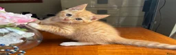 Mixed Breed cats for sale: Ginger Calico Tuxedo Kittens London-Richmond Sale - Advert 20
