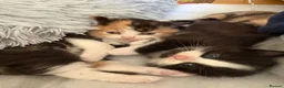Mixed Breed cats for sale: For sale 4 beautiful Tabby x Kittens in Northampton - Advert 11