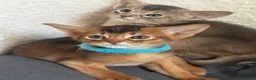 Abyssinian cats for sale:     Gorgeous kittens from champion parents 😽 - Advert 17