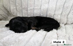German Shepherd dogs for sale: BIG BONDED, LONG HAIRED GSD PUPPYS  - Image 11