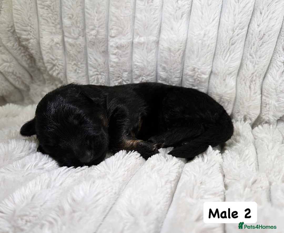 German Shepherd dogs for sale: BIG BONDED, LONG HAIRED GSD PUPPYS  - Image 11