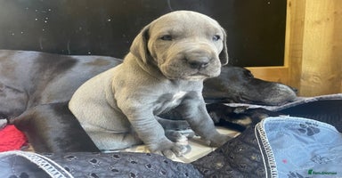 Great Dane dogs - Advert 7