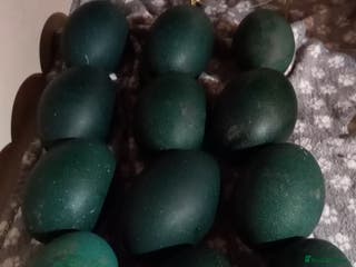 Emus poultry Emu hatching eggs for sale - Advert 18