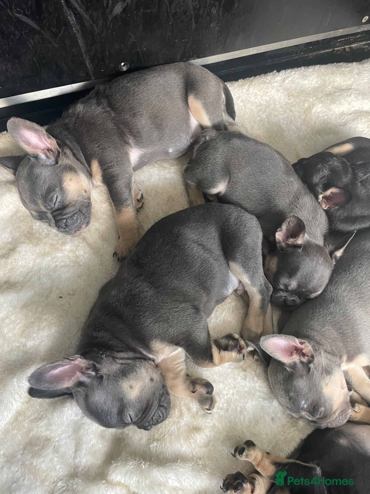 French Bulldog dogs for sale: Quality French bulldog puppies pet price in Dronfield - Advert 14