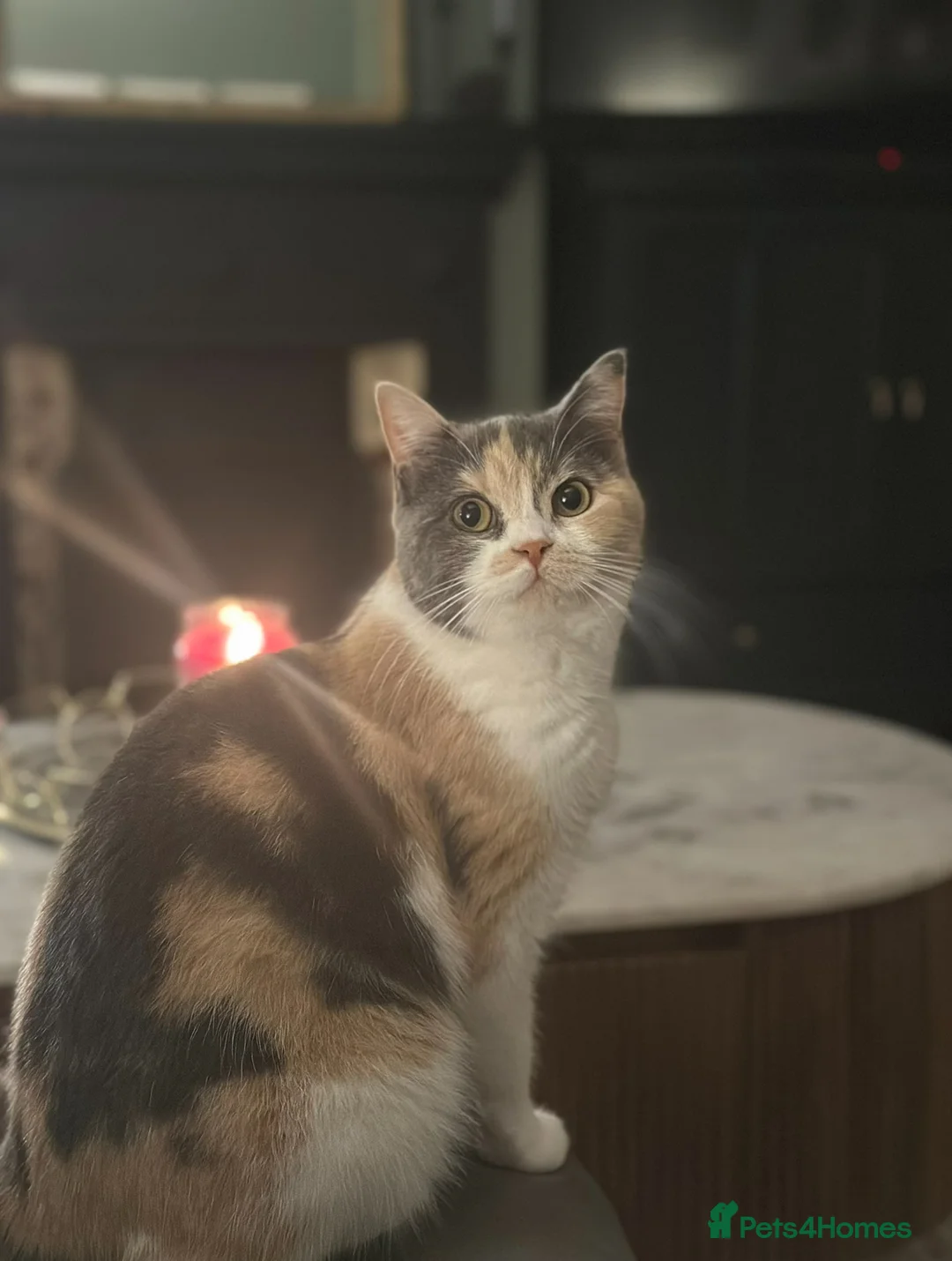 Mixed Breed cats for sale: 6 kittens British short hair mix - Advert 2