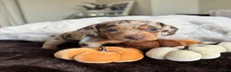 Miniature Dachshund dogs for sale: Miniature Dachshund Puppies Raised With Love in Bradford - Advert 6