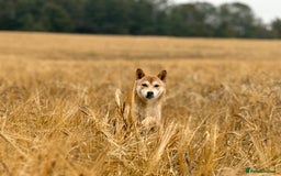Japanese Shiba Inu dogs for sale: Beautiful KC Reg Japanese Shiba Inu Puppies - Image 2