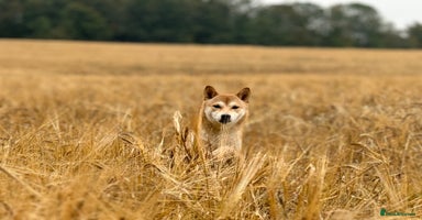 Japanese Shiba Inu dogs - Advert 5