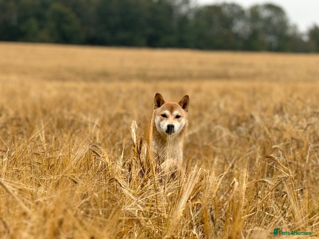 Japanese Shiba Inu dogs for sale: Beautiful KC Reg Japanese Shiba Inu Puppies - Image 2
