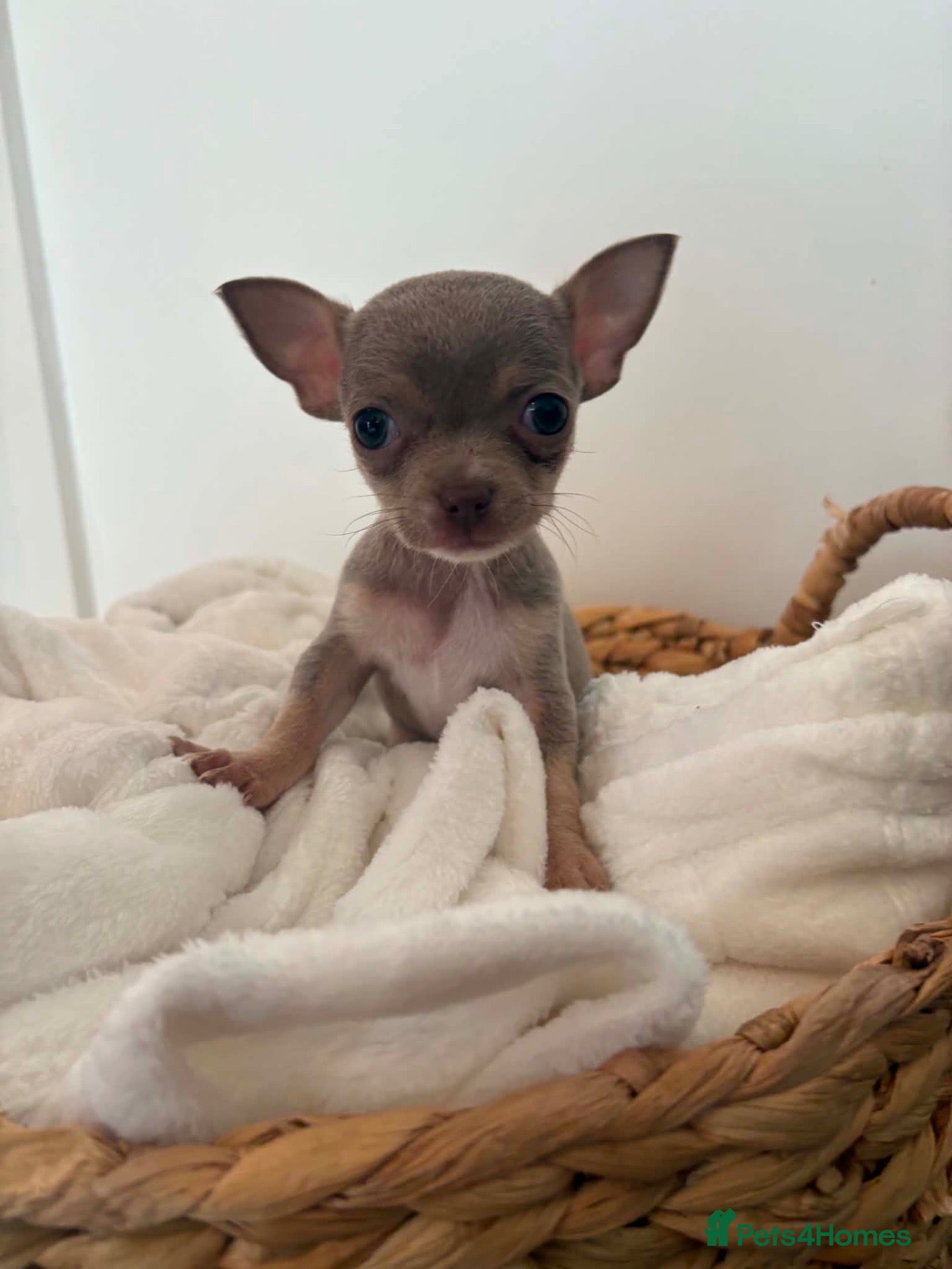 Chihuahua dogs Tiny Female chihuahua puppies  - Advert 8